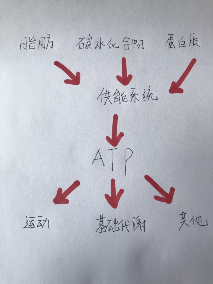 運(yùn)動(dòng)30分鐘后才開始消耗脂肪……是真是假？